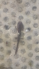 Ichthyosaura alpestris