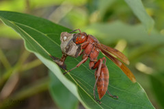 Polistes strigosus