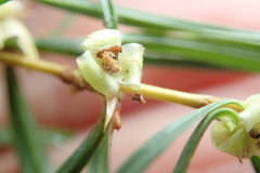 Cliffortia strobilifera