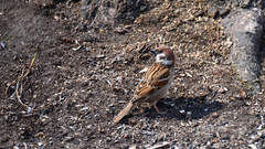 Passer montanus
