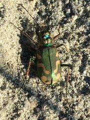 Cicindela decemnotata