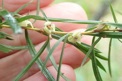 Cliffortia strobilifera