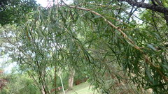 Cliffortia strobilifera