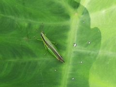 Gesonula punctifrons
