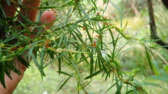 Cliffortia strobilifera