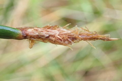 Eleocharis limosa