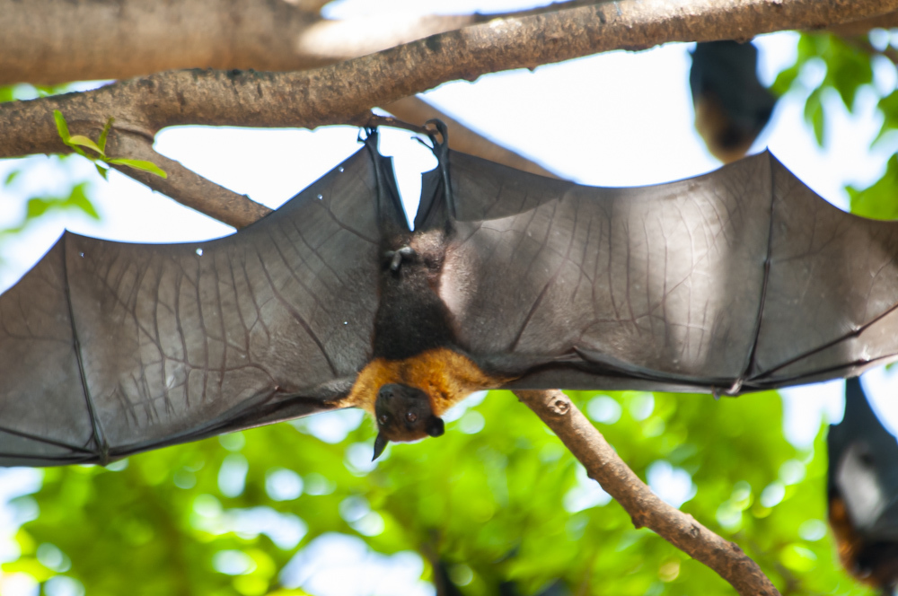 Pteropus lylei