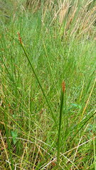 Eleocharis limosa