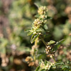 Atriplex suberecta