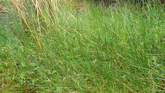 Eleocharis limosa