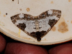 Melanthia procellata