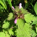 Cutleaf Deadnettle - Photo (c) --Tico--, some rights reserved (CC BY-NC-ND)