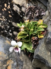 Viola adenothrix