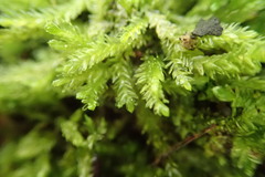 Catagonium nitens nitens