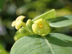 Wikstroemia oahuensis