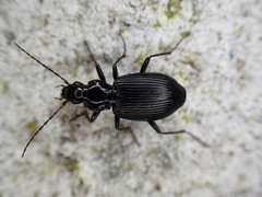 Limodromus assimilis