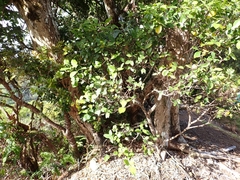 Wikstroemia oahuensis