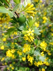 Ribes × nidigrolaria