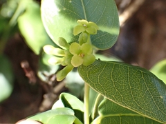 Wikstroemia oahuensis