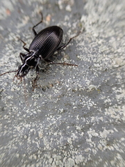 Limodromus assimilis