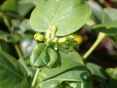 Wikstroemia oahuensis
