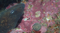 Gymnothorax mordax