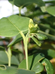 Wikstroemia oahuensis