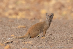 Cynictis penicillata penicillata