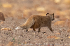 Cynictis penicillata penicillata