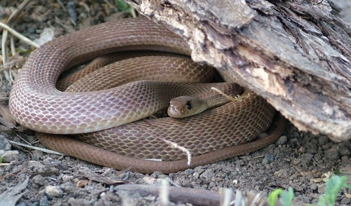 Banded Racer