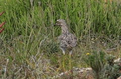 Burhinus capensis capensis