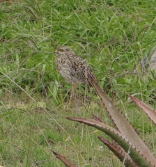 Burhinus capensis capensis