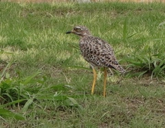 Burhinus capensis capensis