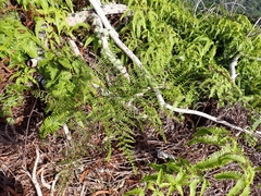 Pteridium aquilinum decompositum