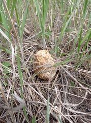 Morchella steppicola