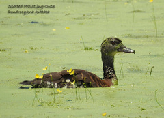 Dendrocygna guttata