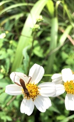 Riptortus linearis