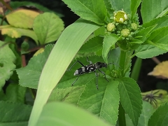 Chlorophorus macaumensis