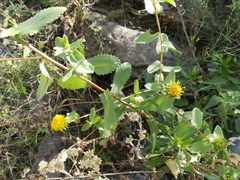 Grindelia eligulata
