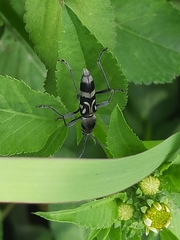 Chlorophorus macaumensis