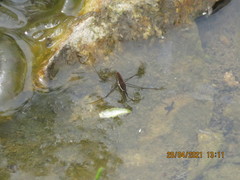 Gerris gracilicornis