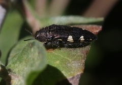 Acmaeodera prorsa