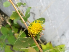 Grindelia eligulata