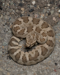 Northern Pacific Rattlesnake photo 2