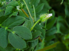 Kallstroemia pubescens