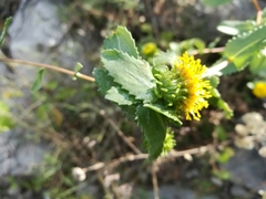 Grindelia eligulata