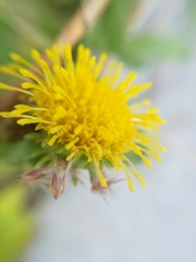 Grindelia eligulata