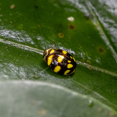 Ceratogergithus pseudotessellatus