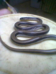 Wallaceophis gujaratensis