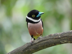 Eurylaimus ochromalus